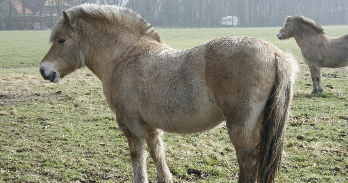 Fjordpferd
